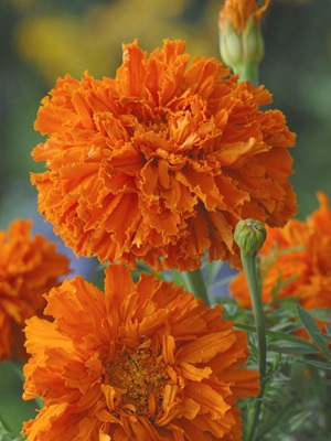 MARIGOLD Kees Orange